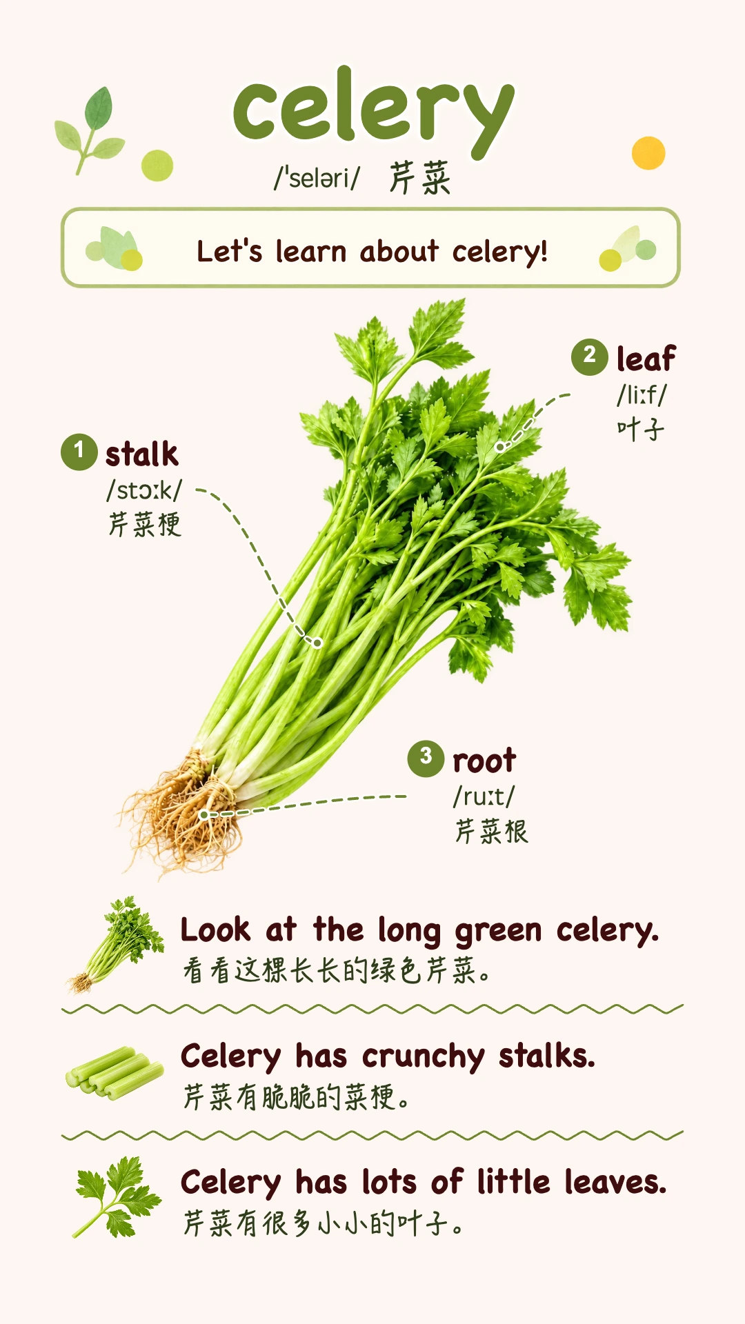 celery