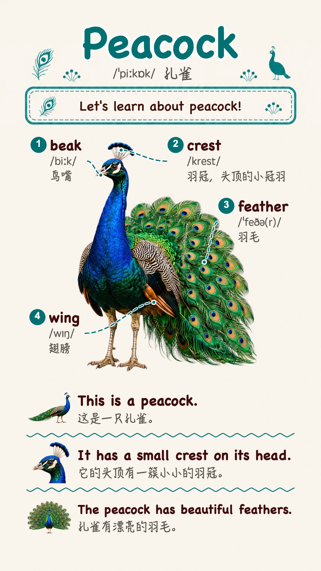 Peacock